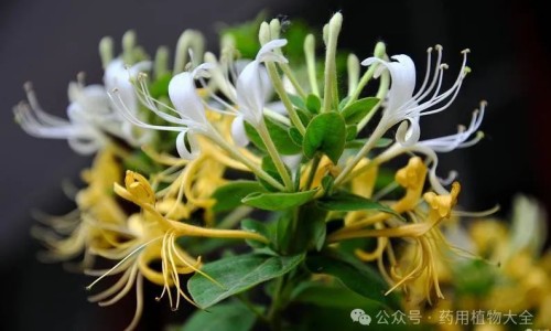 黑芥麦茶功效与作用及禁忌-黑芥茶功效网 - 网站提供黑芥穗的功效与主治小常识、黑芥是什么中药