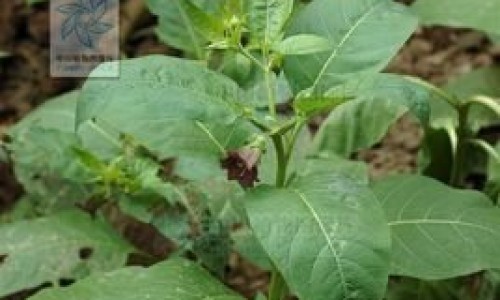 黑芥穗的功效与主治-黑芥茶功效网 - 网站提供黑芥穗的功效与主治小常识、黑芥是什么中药